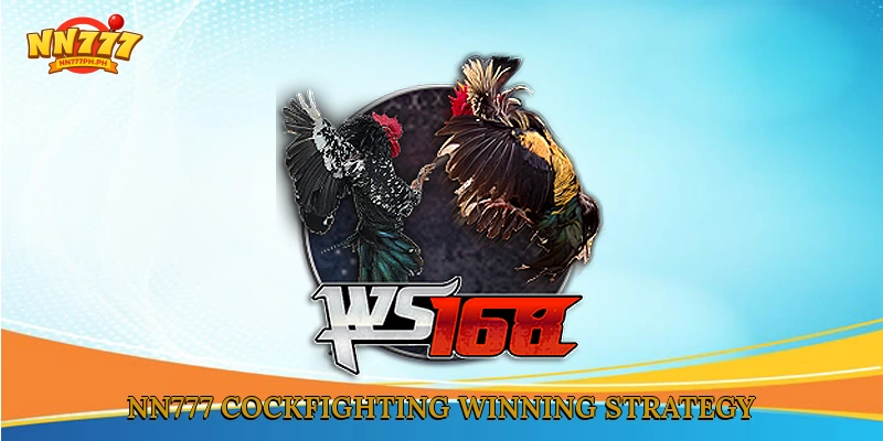 NN777 cockfighting winning strategy
